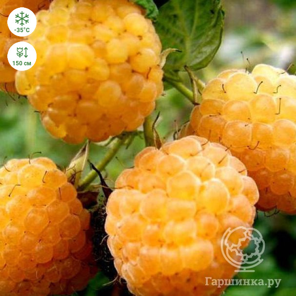 Малина ремонтантная Голден Эверест (Rubus idaeus Golden Everest)