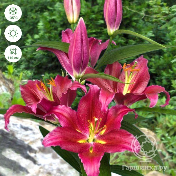 Photo Lily Bacardi About-garden.com