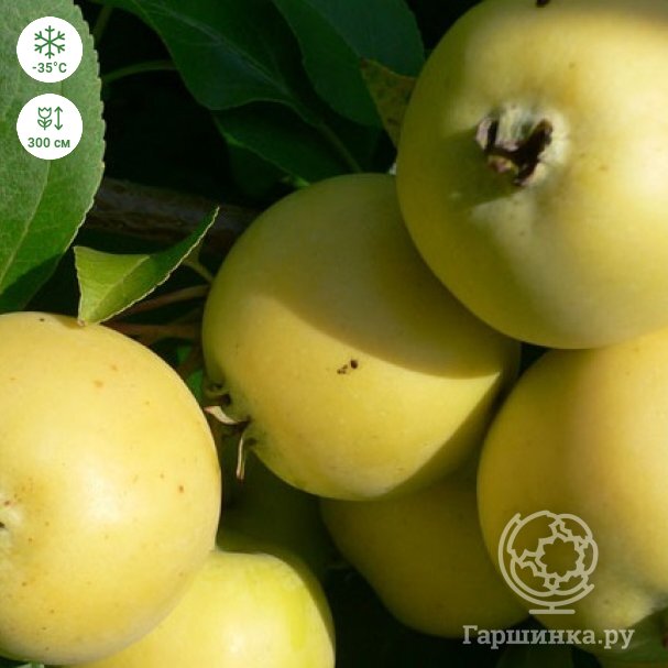 Дивный сорт яблонь с медовым пряным вкусом — Уральский наливной