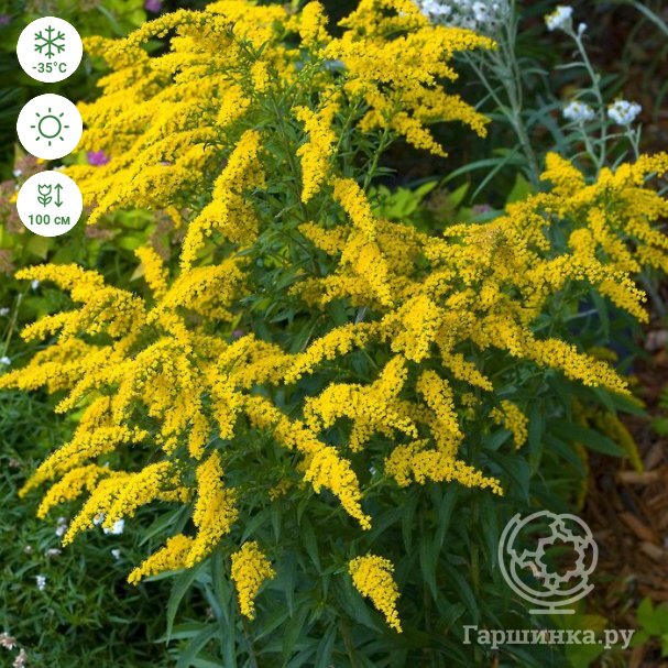 Золотарник Голден Дварф (Solidago Golden Dwarf) С2 — Питомник Летний сад