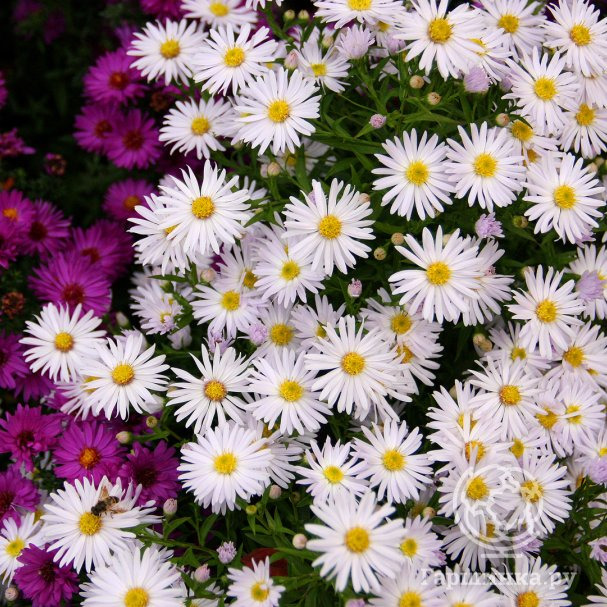 Астра кустарниковая Шникиссен купить в Москве по низкой цене - интернет ...