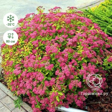 Спирея японская купить онлайн в Москве по низкой цене - интернет ...