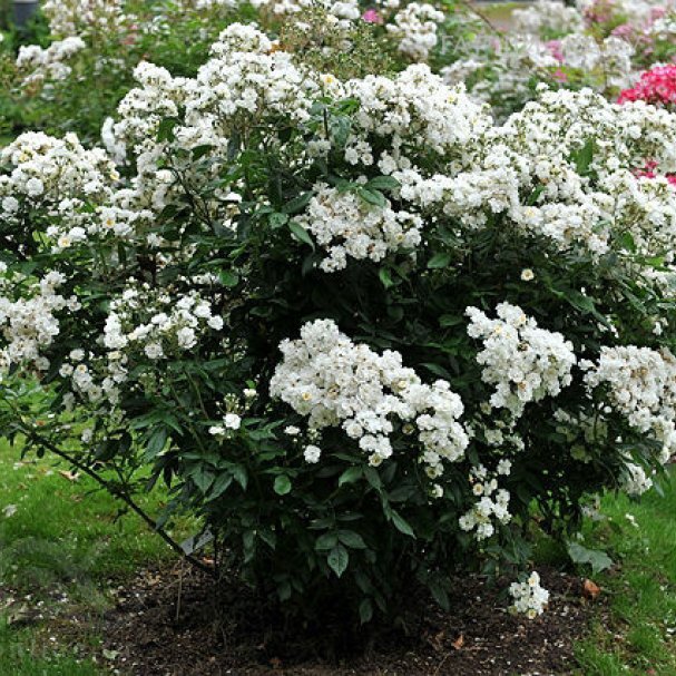 Роза Ватерлоо мускусная, Ленс купить в Москве по низкой цене - интернет ...