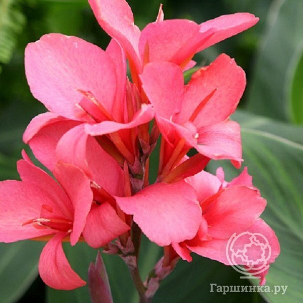 Канна Пинк Президент купить в Москве по низкой цене - интернет-магазин ...