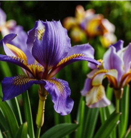 Сад без хлопот: самые выносливые растения для любых условий 🌺👍