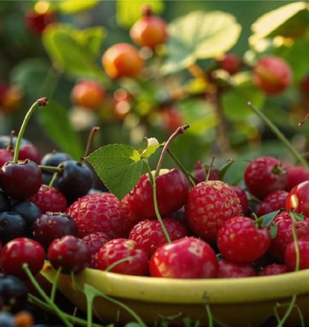 🍏 Фруктово-ягодный фестиваль: сладкий урожай по суперценам! 🍒