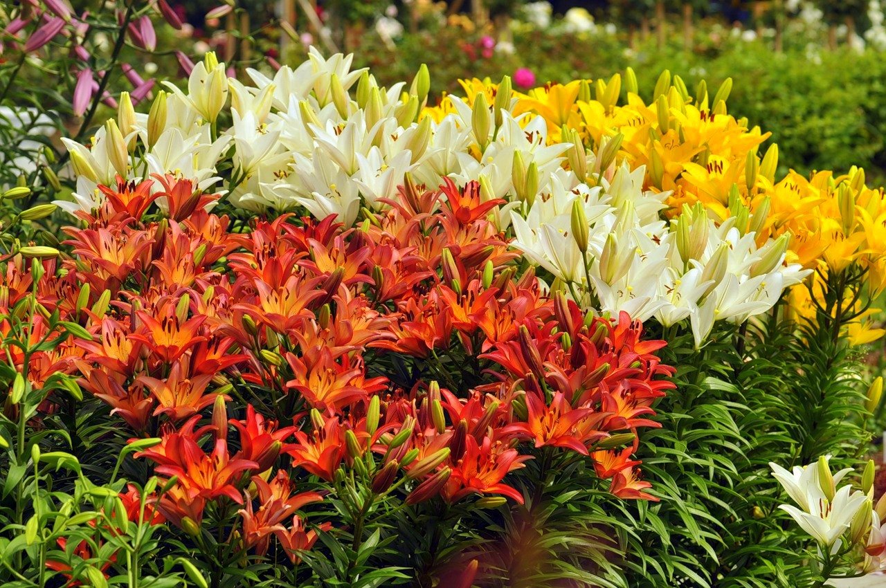 Королева луковичных: посадка лилии и уход за ней | Интернет-магазин садовых растений