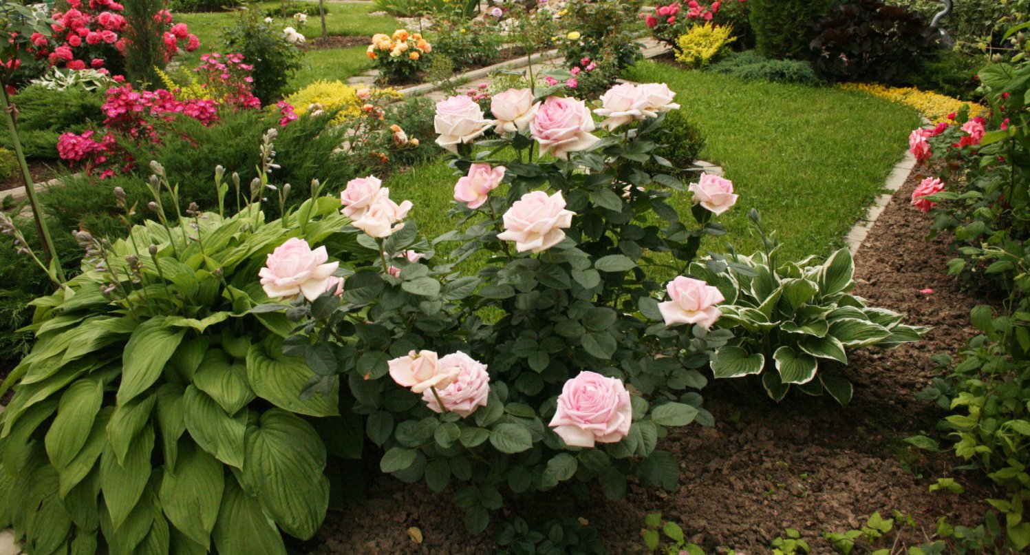 Подборка лучших растений-соседей для роз