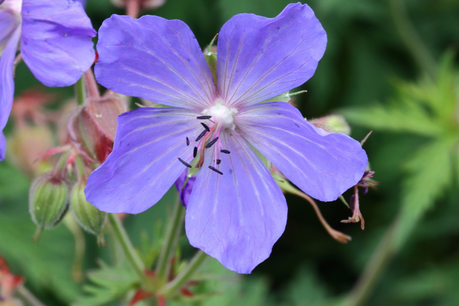 10 видов садовой герани, которые преобразят ваш цветник