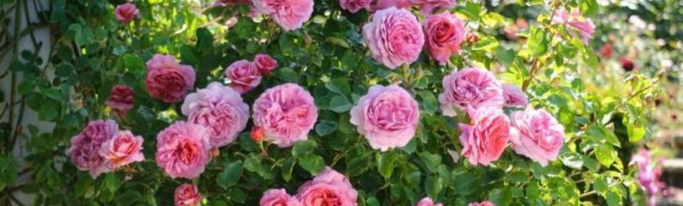 Кусты роз (56 фото)
