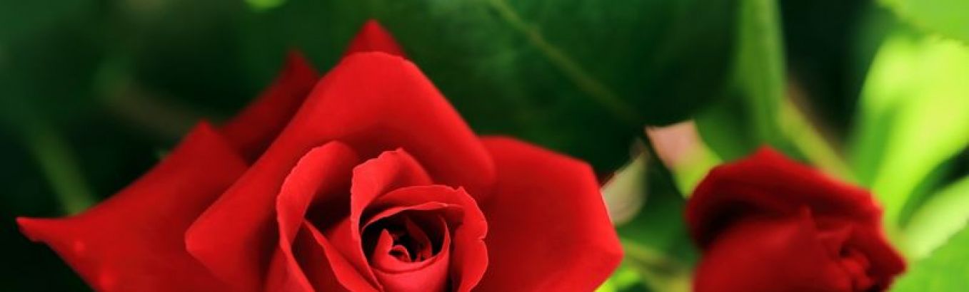 Чайно гибридные розы: Топ-10 сортов с описанием и фото