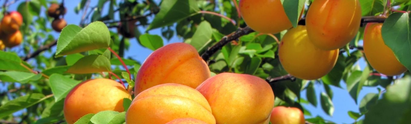 Лучшие сорта абрикосов для дачи: описание и фото