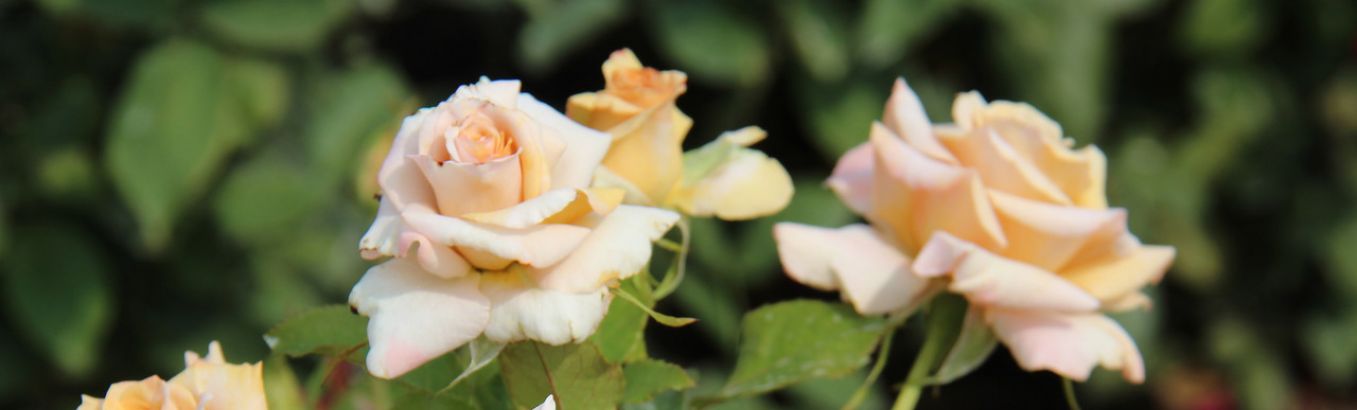 Роза Ибица: особенности и характеристика сорта, правила посадки, выращивания и ухода, отзывы