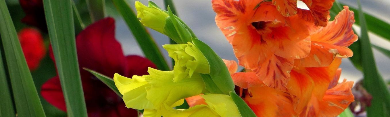 Как правильно высадить гладиолусы: секреты яркого цветения