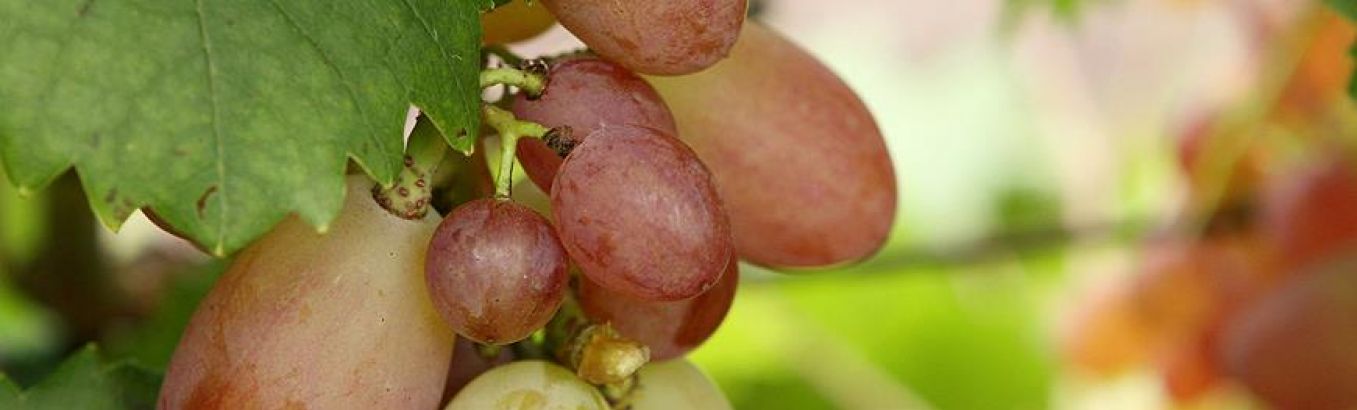Виноградную косточку в тёплую землю зарою: посадка ягоды жизни и уход заней