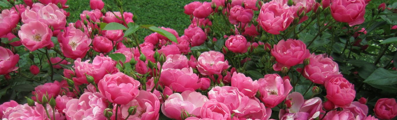 Розы Кордеса: особенности, виды и выращивание