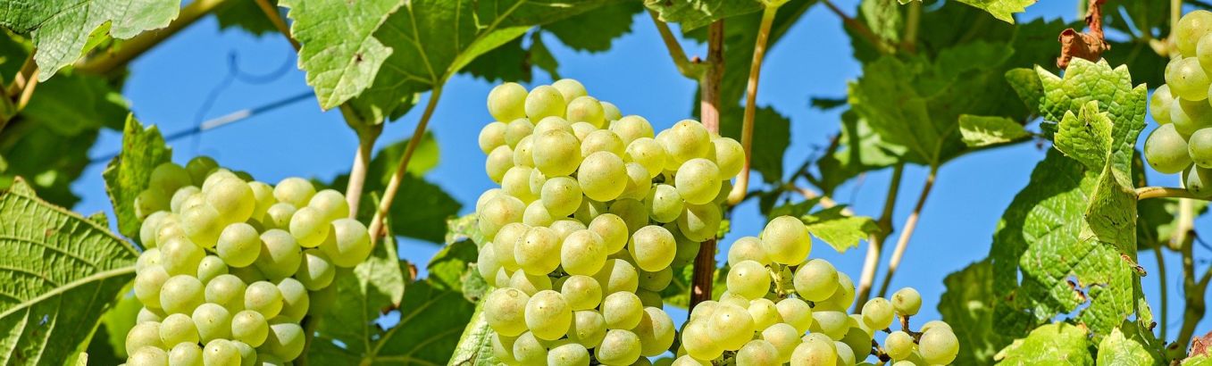 Виноградное богатство: классификация сортов солнечной ягоды