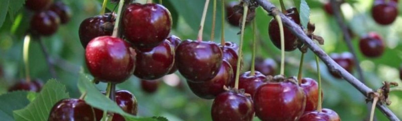 Лучшие сорта вишни для Подмосковья: описание и опылители