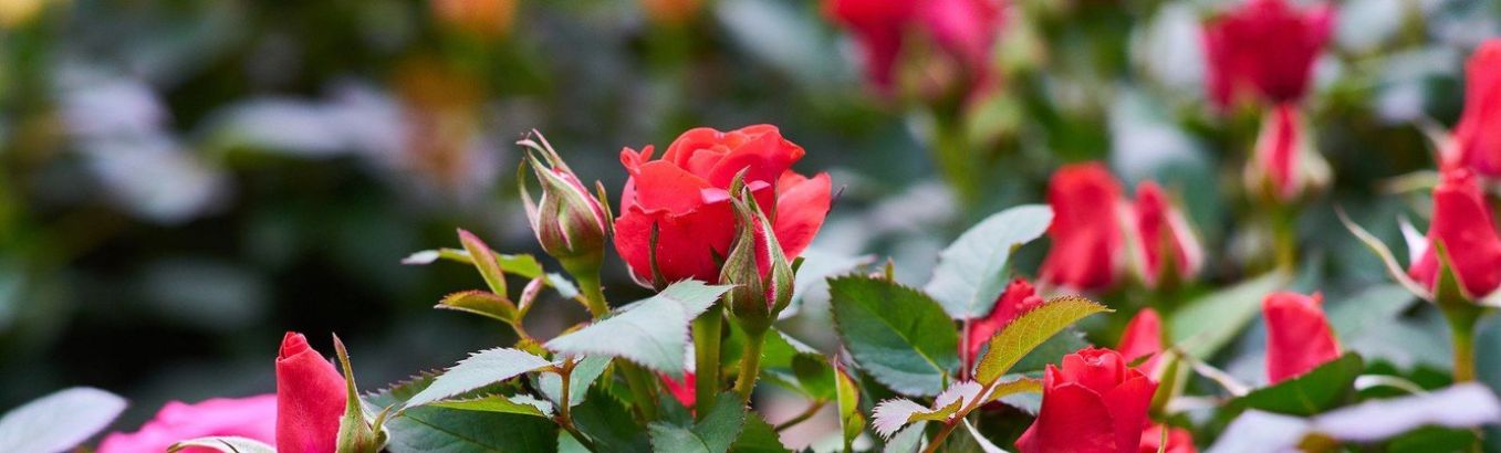 Лучшие сорта роз для Рязани и Рязанской области: топ 20 сортов с фото и отзывами