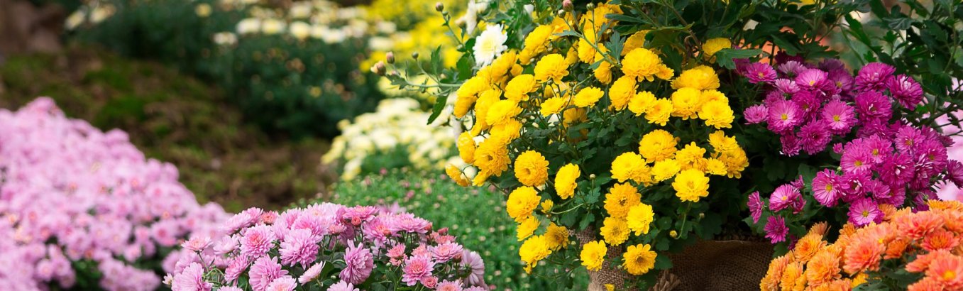 Хризантемы кустовые (садовые): разновидности, посадка, уход и размножение