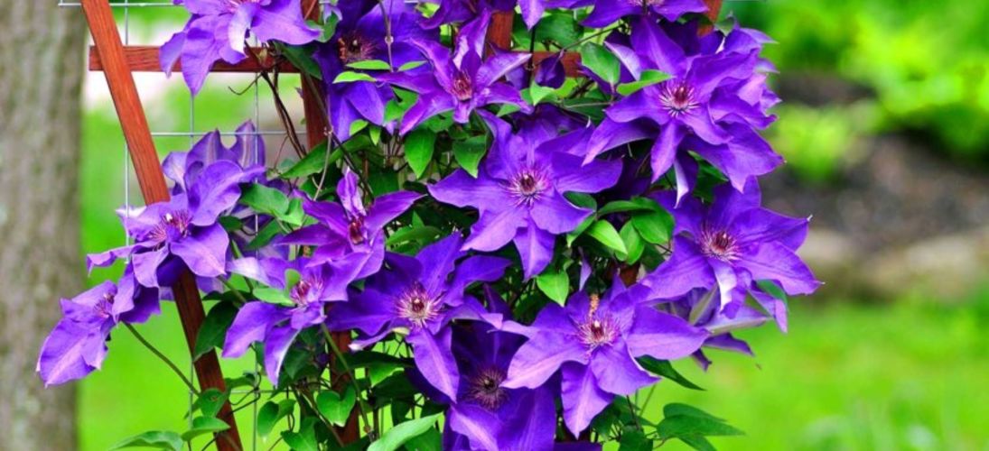 Фиолетовые клематисы: отборные сорта с фото и отзывами