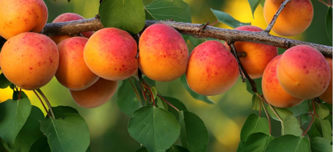 Лучшие сорта абрикосов для дачи: описание и фото