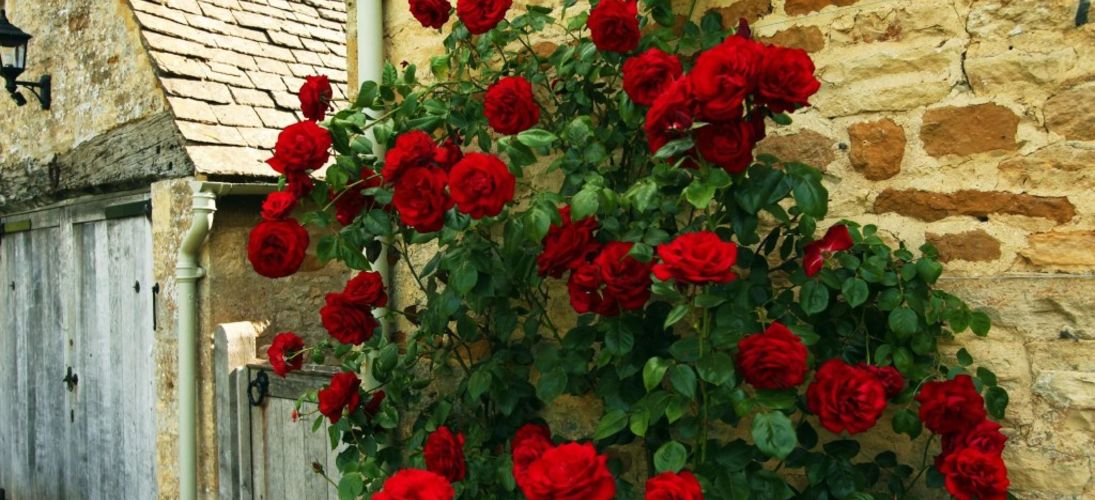 Плетистые розы: посадка и уход в открытом грунте