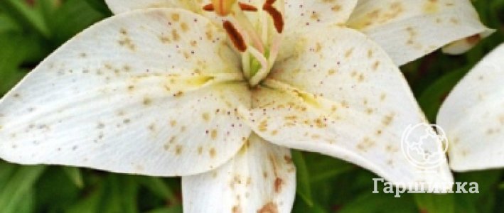 Болезни лилий: признаки поражения и меры борьбы