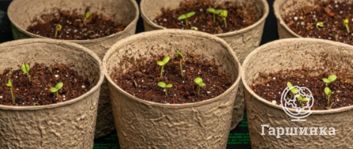 Стратификация семян – фундамент успеха в агрономии