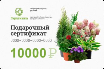 Подарочный сертификат интернет-магазина «Гаршинка.ру» номиналом 10000 рублей