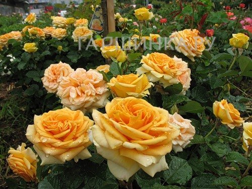 Роза Лион чайно-гибридная, Imperial Rose