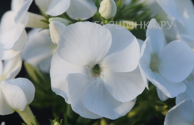 SMS немесе тіркеусіз анальды порно фильмдер