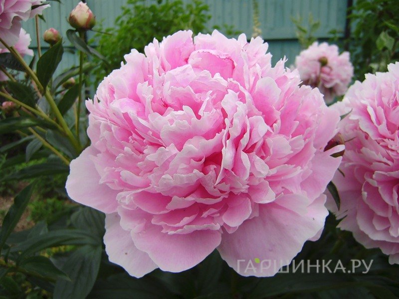 Пион Сара Бернар