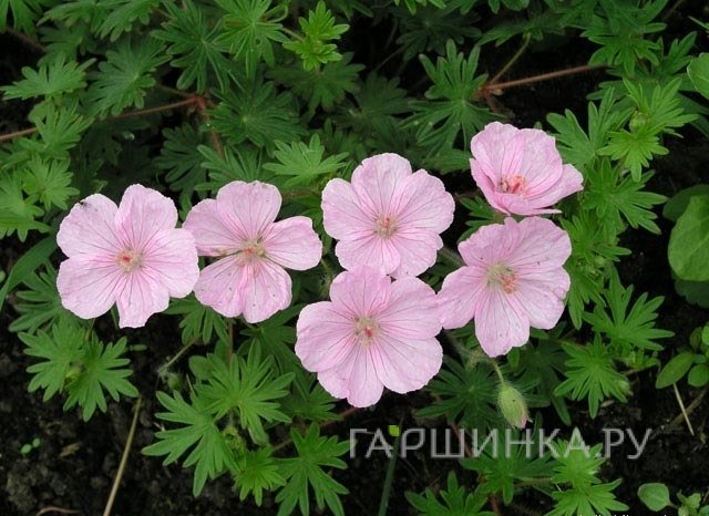 Герань садовая Стриатум