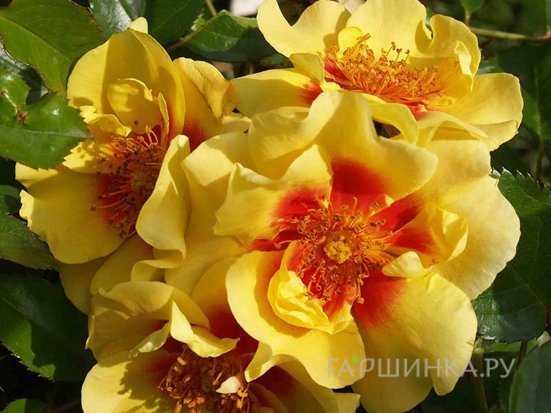 Роза Ай оф зе Тайгер, Ворнер