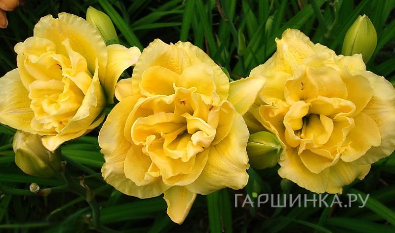 Лилейник Еллоу Сабмарин