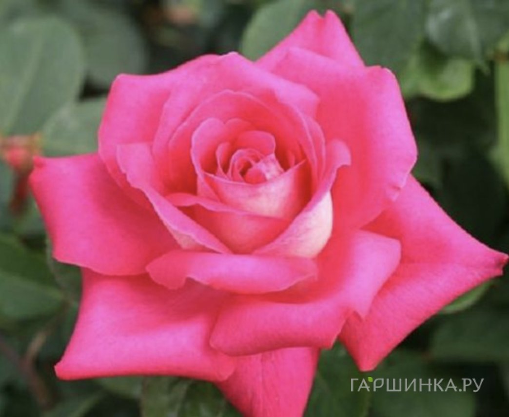Роза Акапелла чайно-гибридная, Тантау