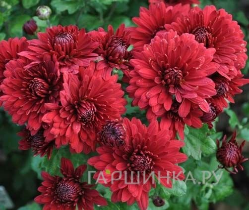 Хризантема Юрий Гагарин