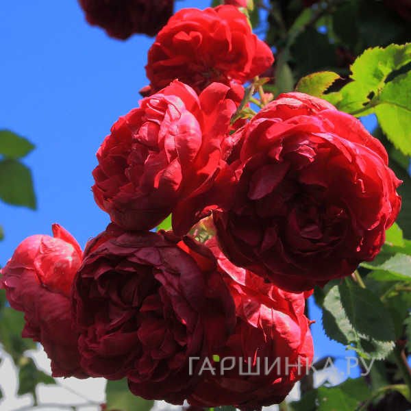 Роза Квадра канадская парковая