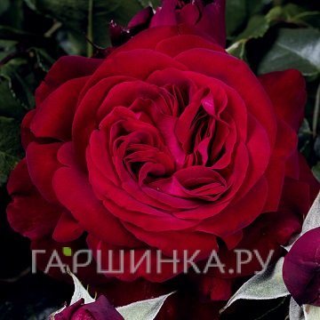 Роза Адмирал чайно-гибридная, Тантау