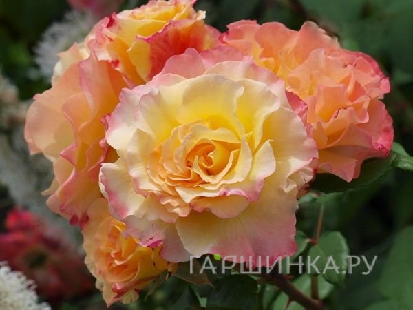 Роза  Акварель на штамбе  90см