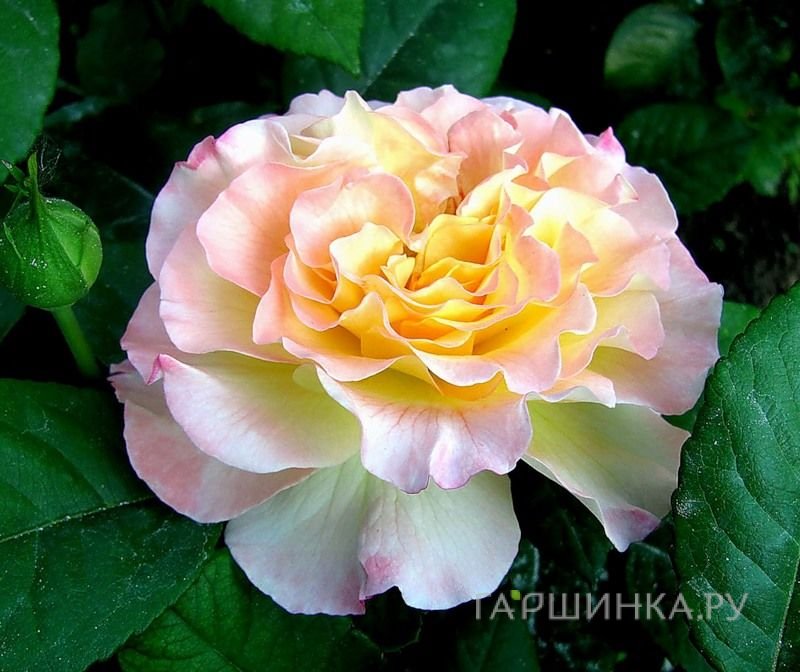 Роза Акварель чайно-гибридная, Тантау
