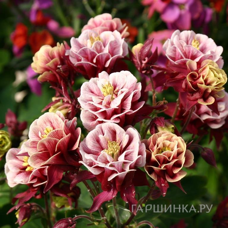 Аквилегия Винки Ред Вайт