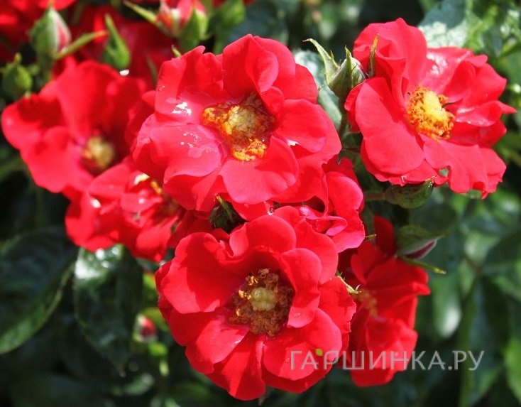 Роза Альпенглюхен почвопокровная, Тантау (лиц)