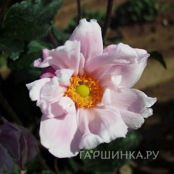 Анемона (Ветреница) японская Макс Фогель
