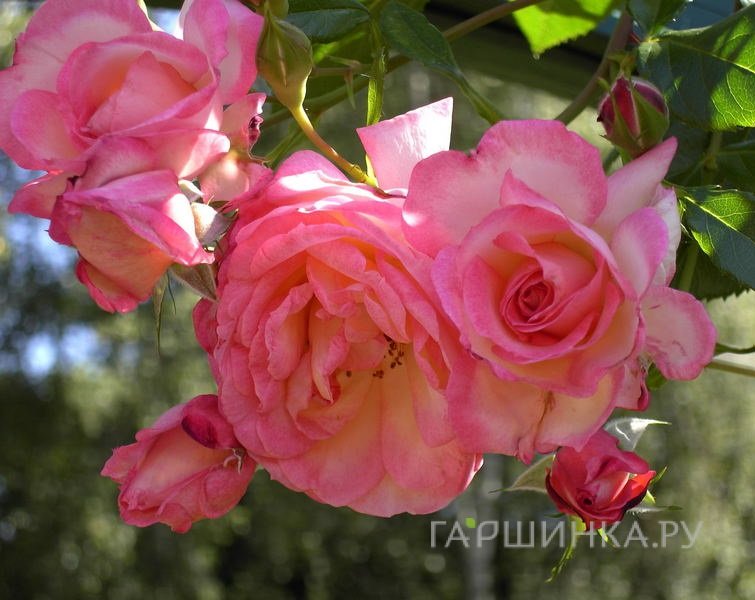 Роза Арлекин плетистая, Тантау