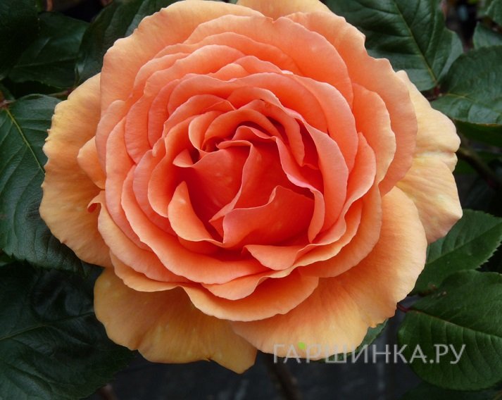 Роза  Ашрам на штамбе 90см