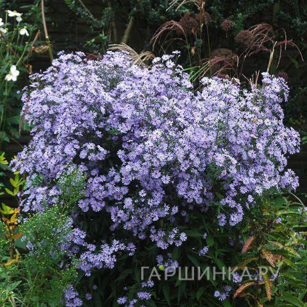 Астра Литтл Карлоу