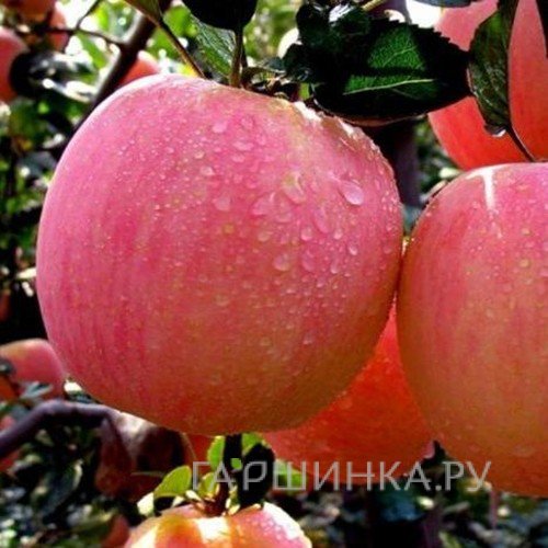Яблоня Башкирский красавец