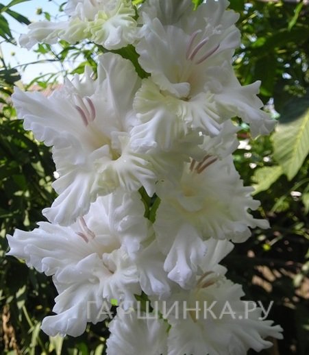 Гладиолус Моя Беларусь 2шт
